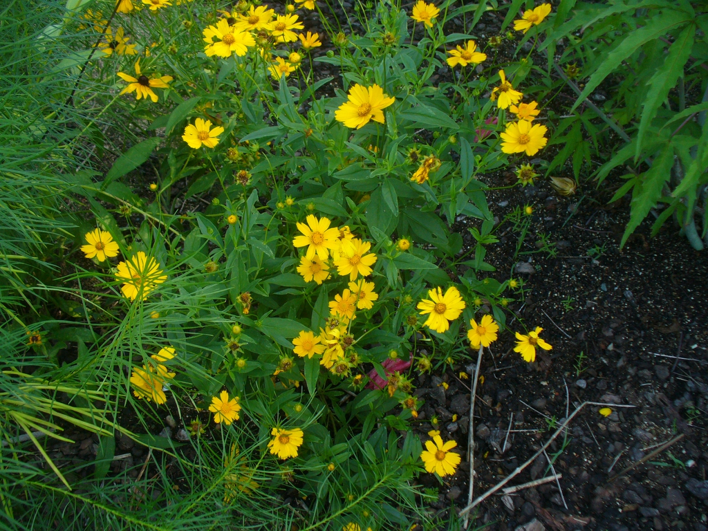 leaves and flowers in summer in Moore county