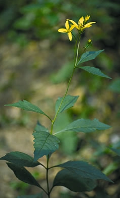 Form