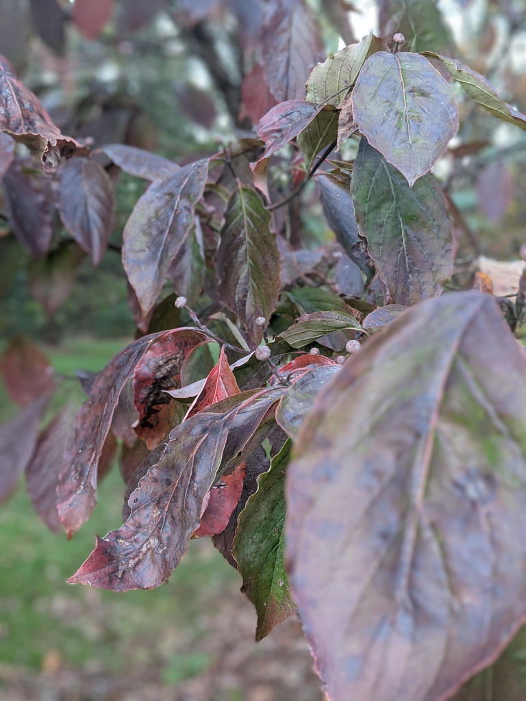 Cornus florida
