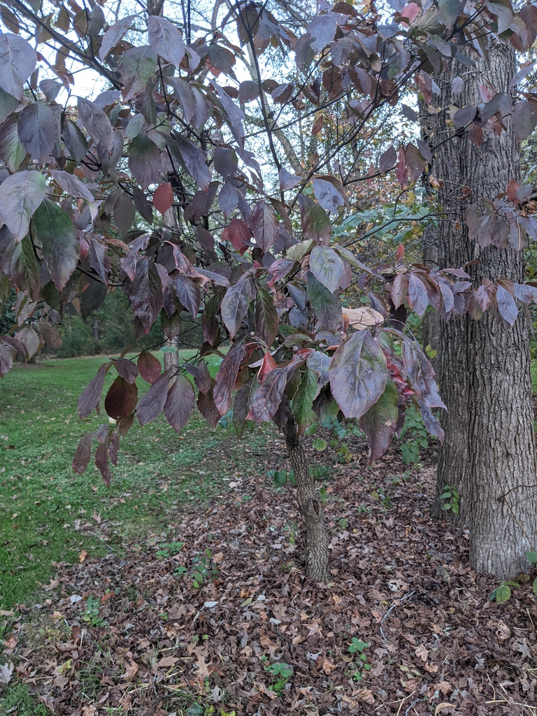 Cornus florida