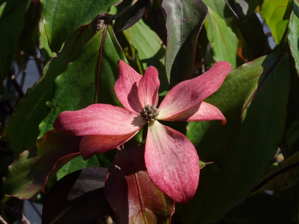 Pink flower with 7 bracts