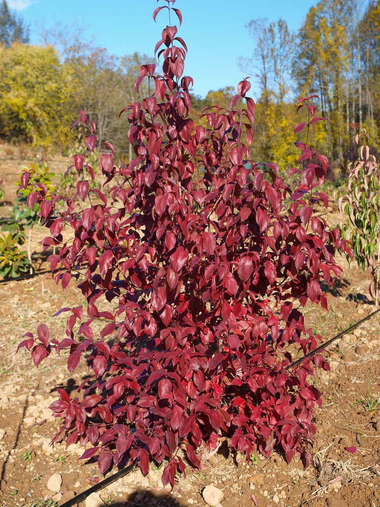 Small tree with maroon fall leaf color