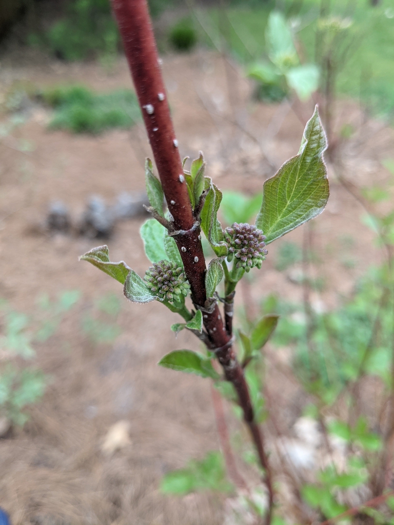 Stem