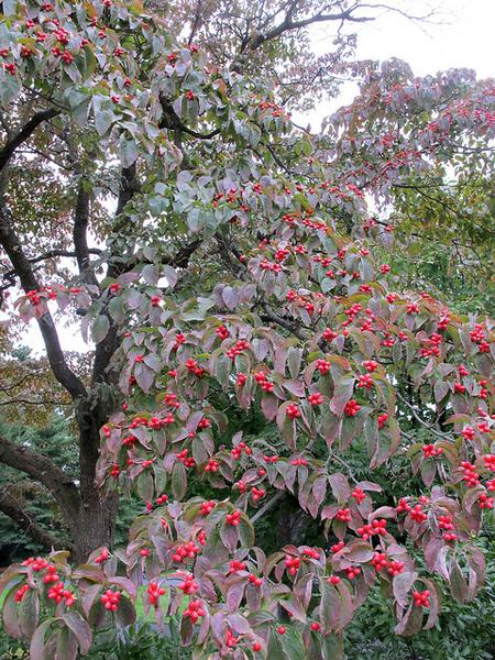 Cornus florida berries