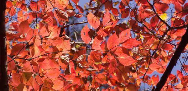 Cornus florida leaves