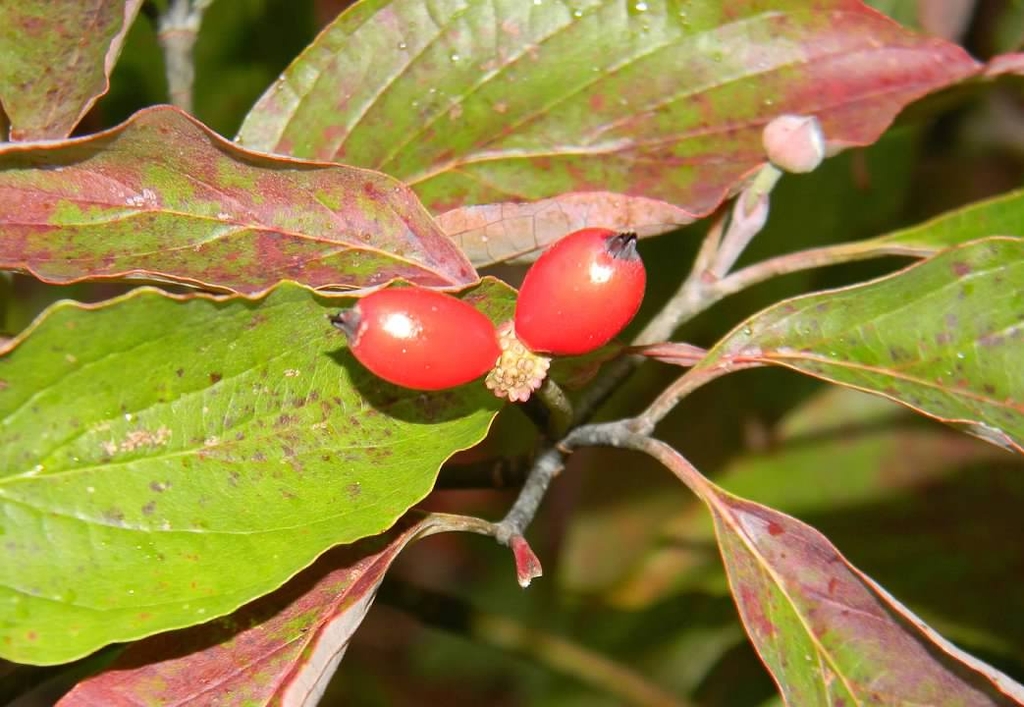 Fruit/Leaves/Leaf Bud - Fall - Buncombe Co., NC