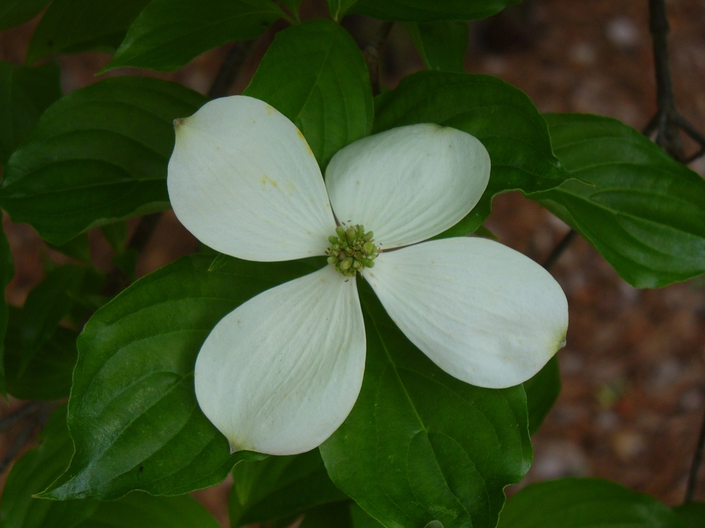 white 4-bract inflorescence