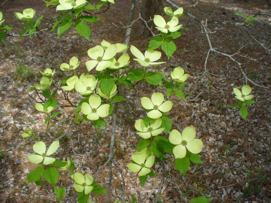 branches with young greenish inflorescences at their tips.