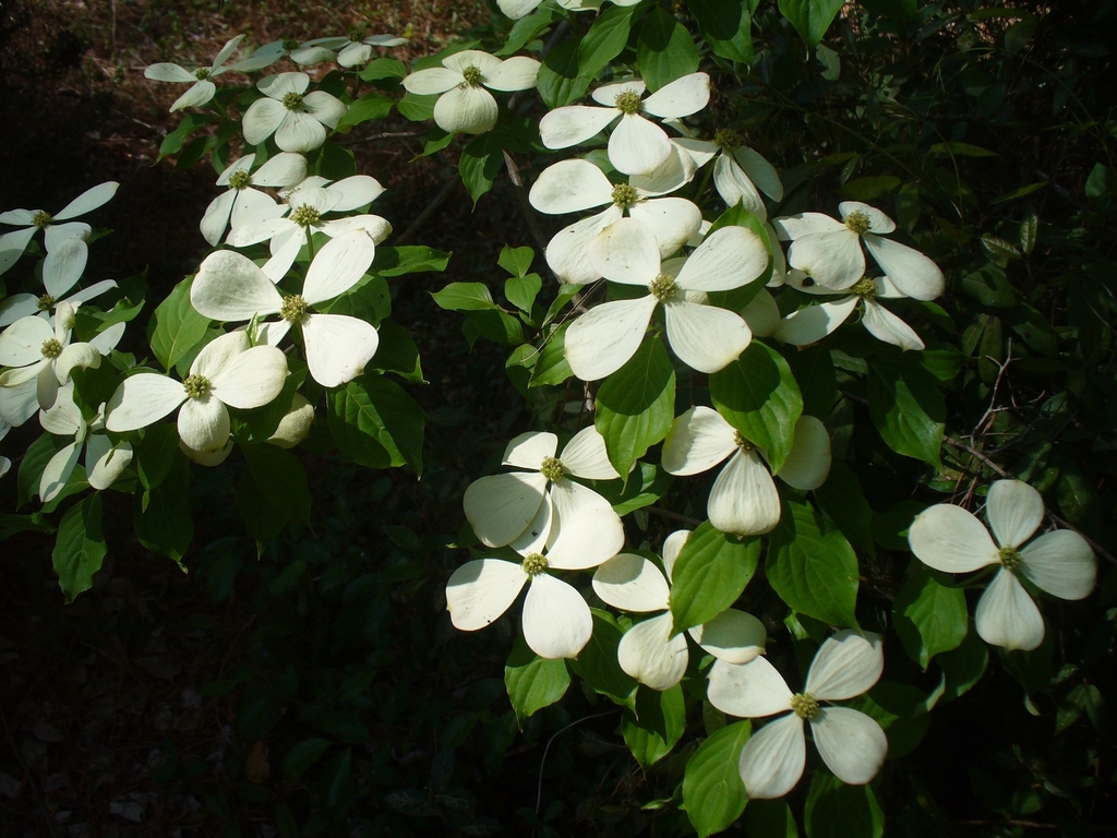 branches with white inflorescences at their tips.