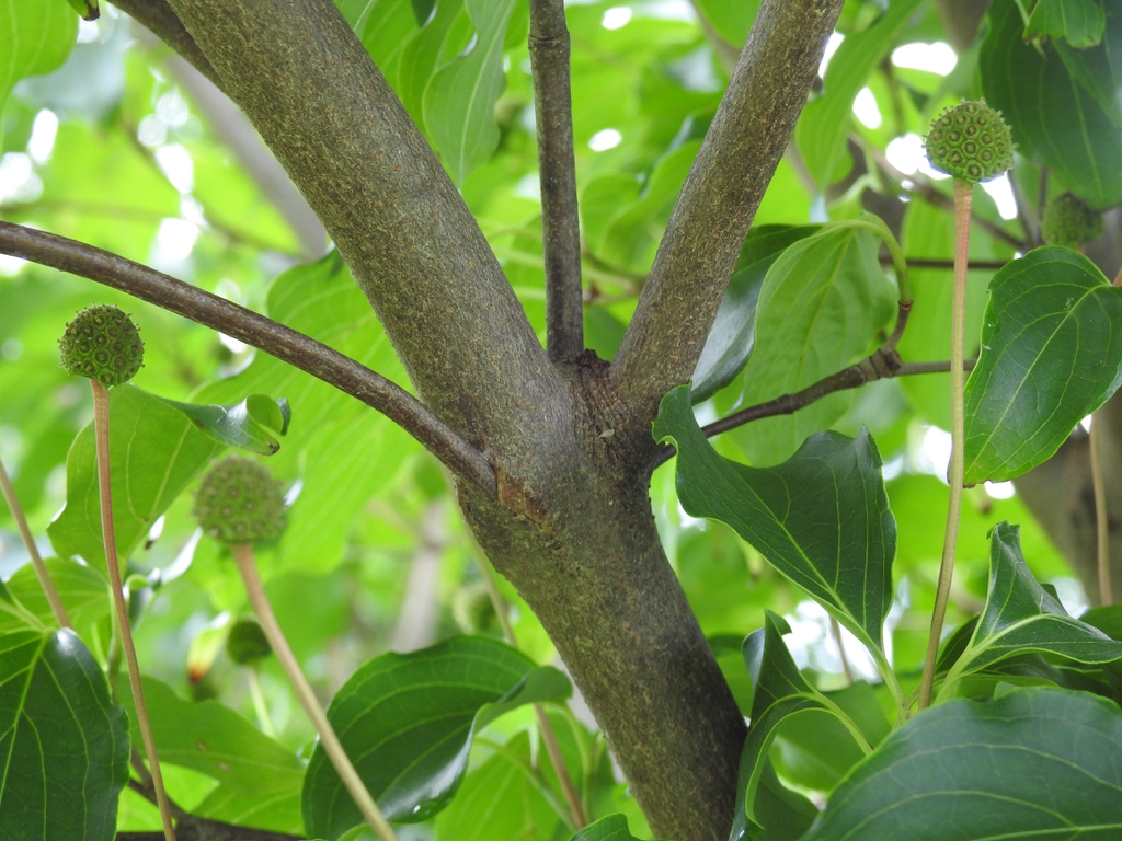 Cornus kousa 'Greensleeves' bark