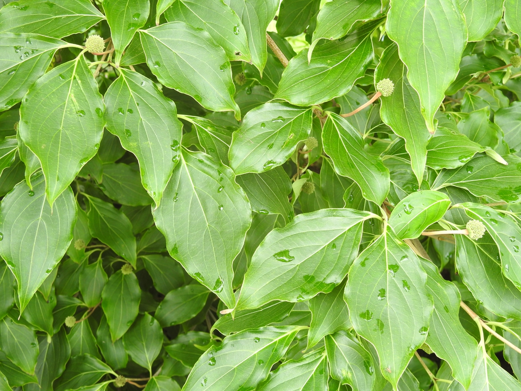 Cornus kousa 'Greensleeves'