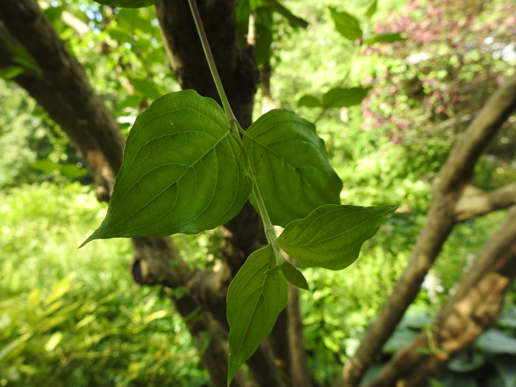 Cornus mas leaf