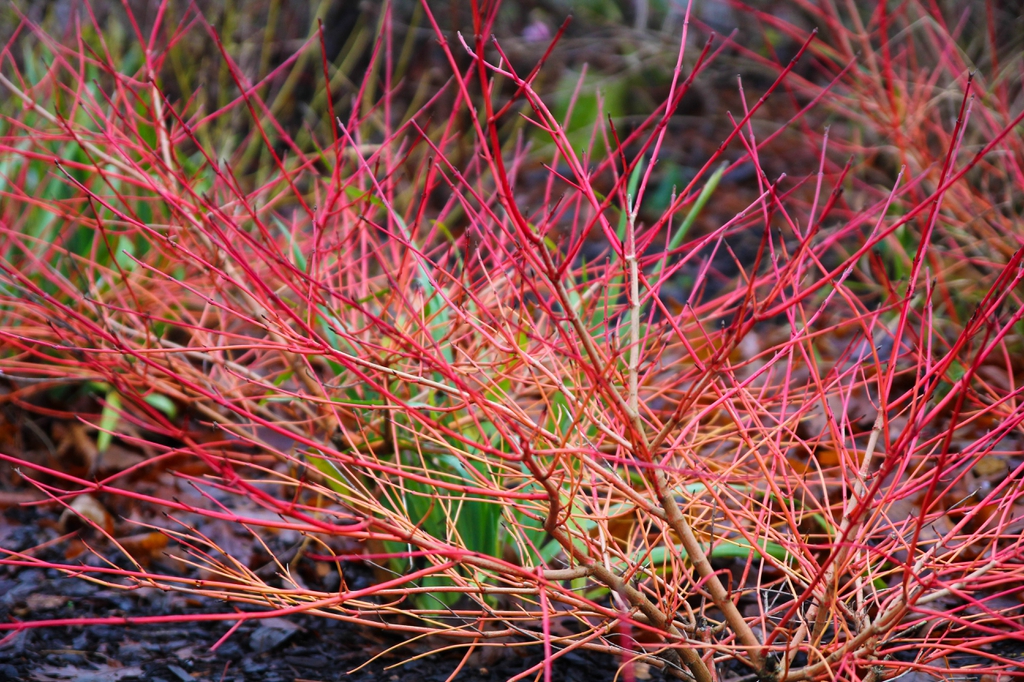 cornus sanguinea winter border red stems