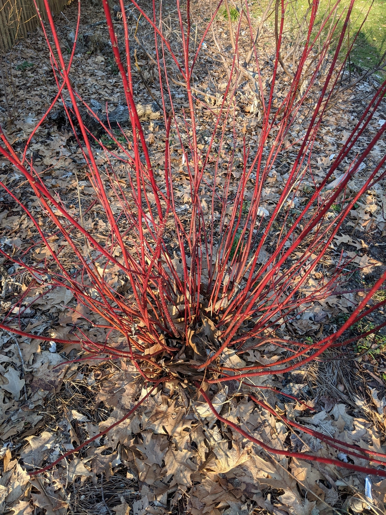 Cornus sericea