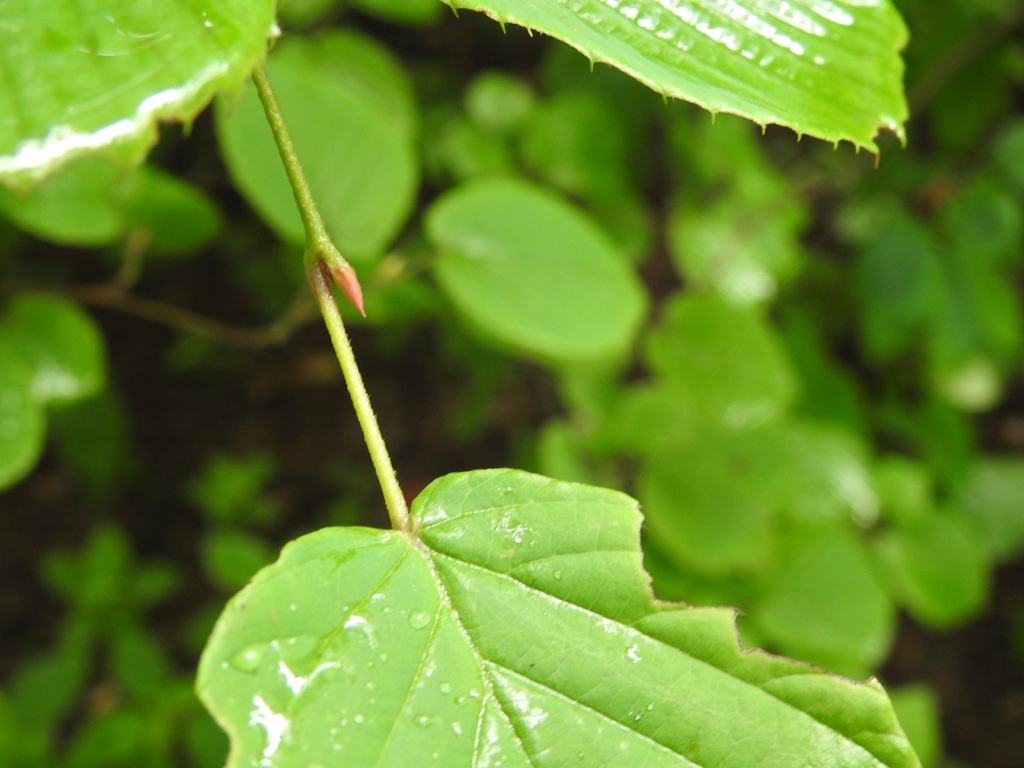 Corylopsis spicata bud