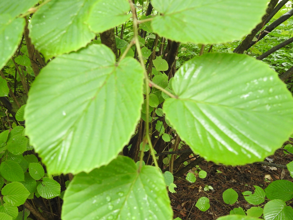 Corylopsis spicata leaf