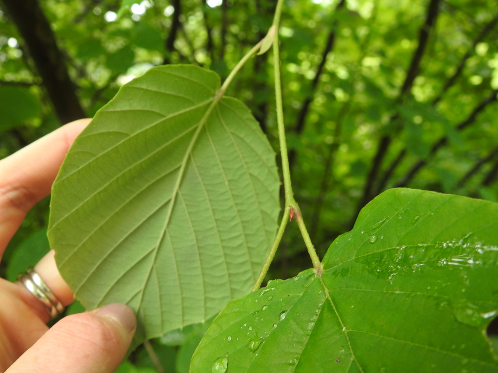 Corylopsis spicata leaf underside