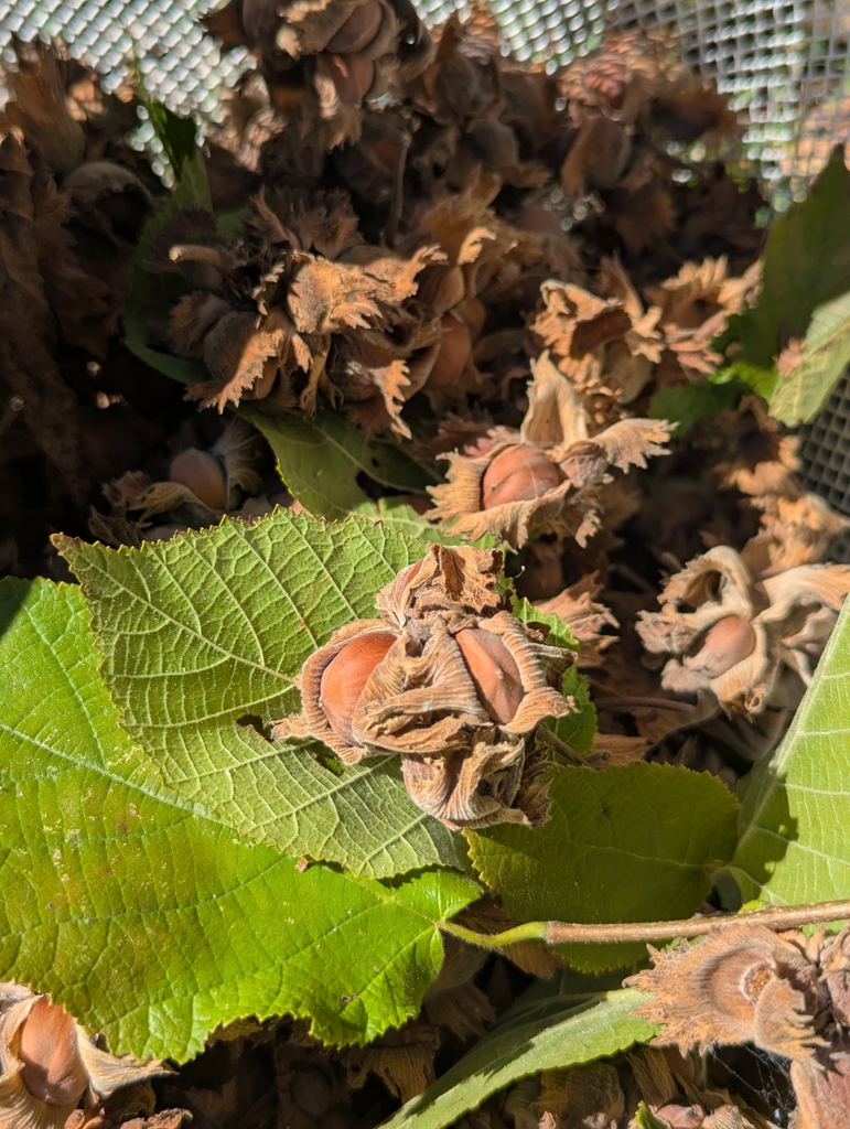 brown hazelnuts in brown hulls