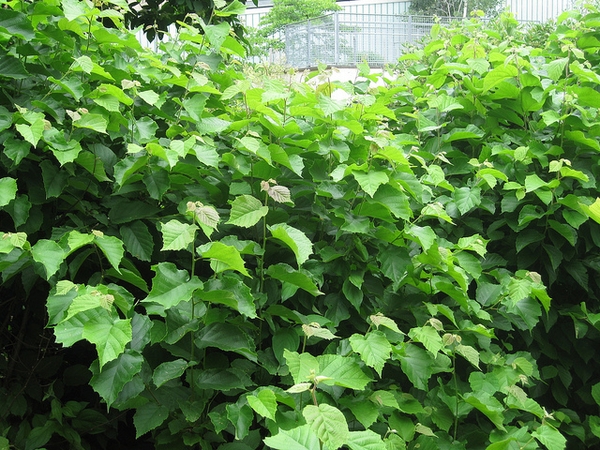 Corylus americana