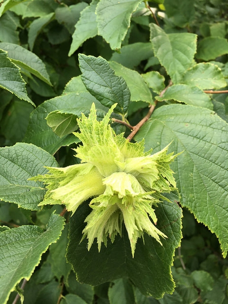 Corylus americana
