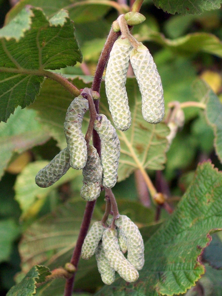 leaves