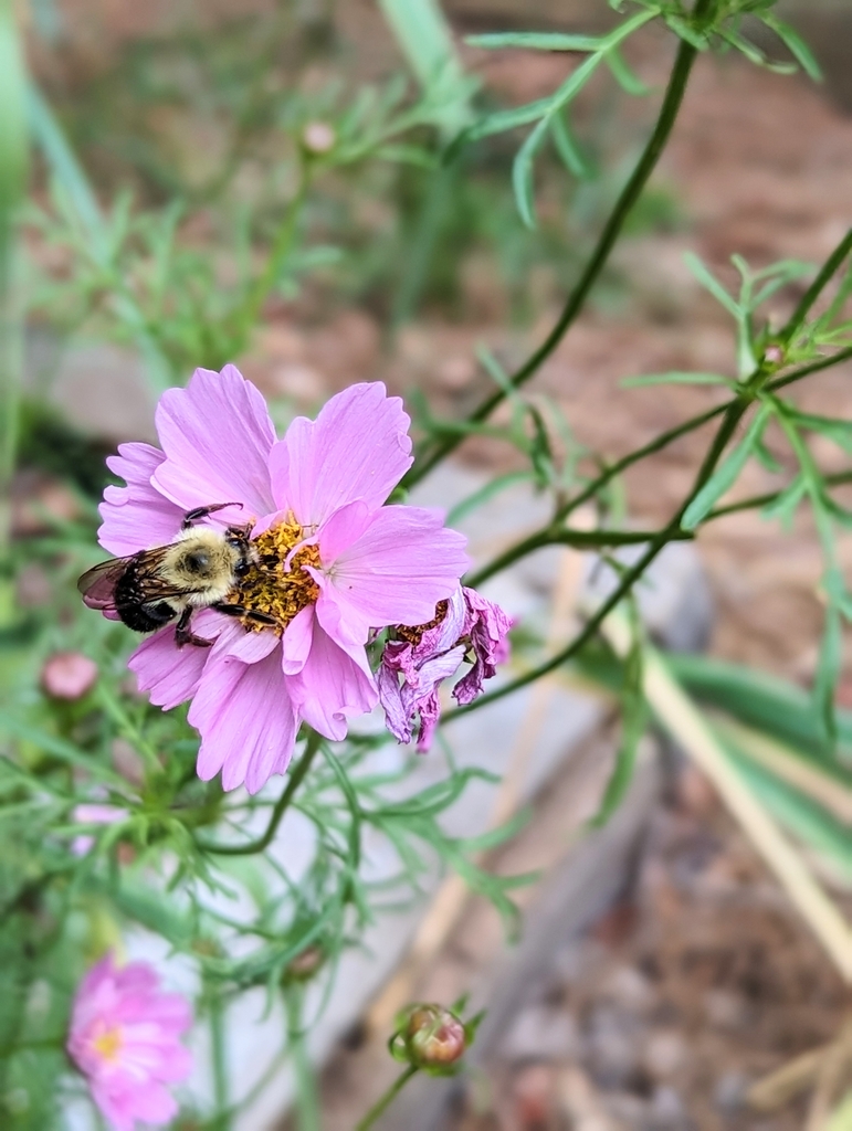 Flower with Bee