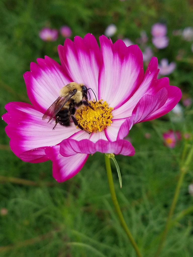 Bumblebee pollinator