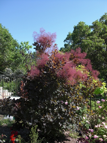 Cotinus coggyria