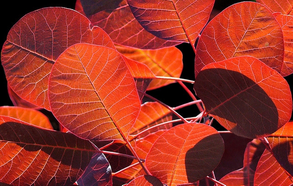 Cotinus coggygria
