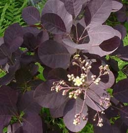Cotinus coggyria