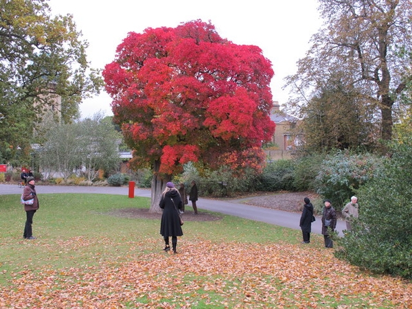 Cotinus obovatus