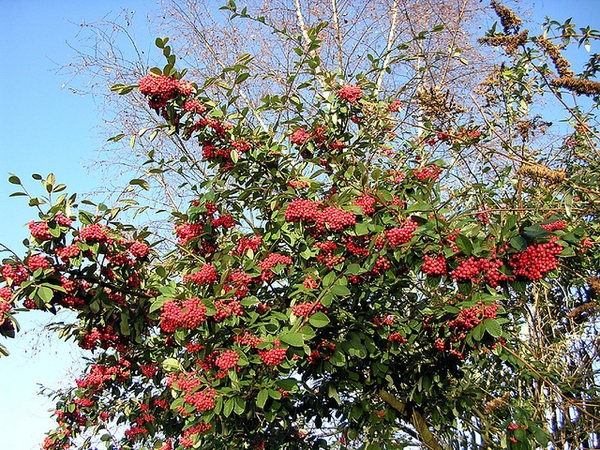 Cotoneaster lacetse