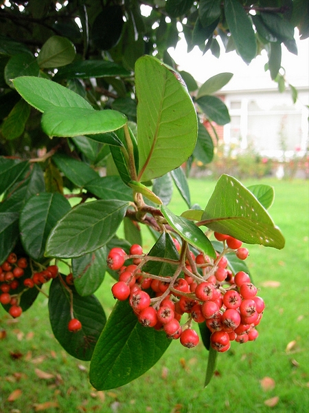 Cotoneaster lacetse
