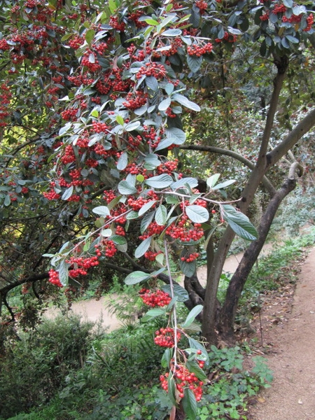 Cotoneaster lacetse