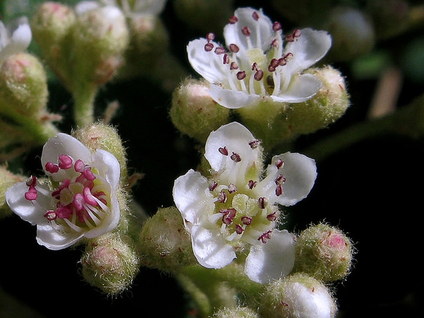 Cotoneaster lacetse