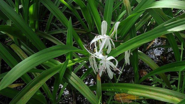 Leaves
