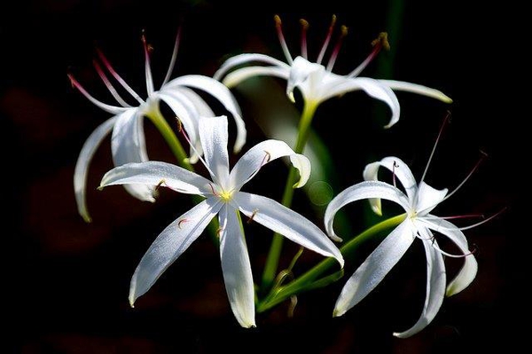 Crinum americanum