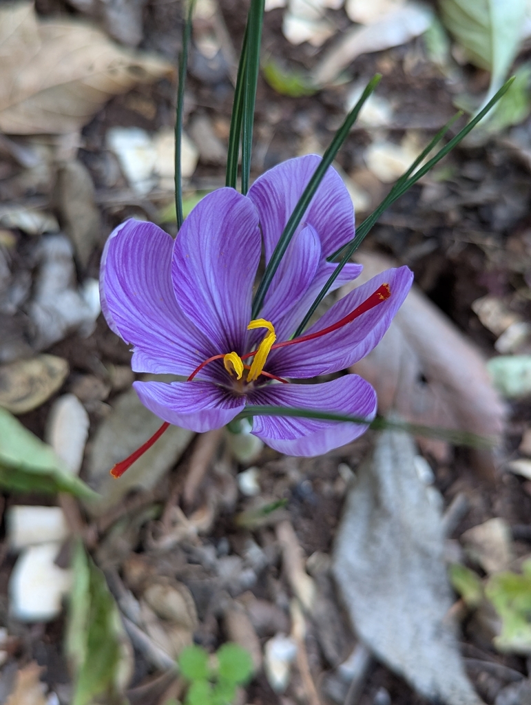 purple and white striped flower with yellow and red center