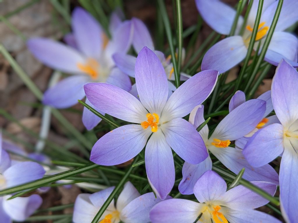 Crocus