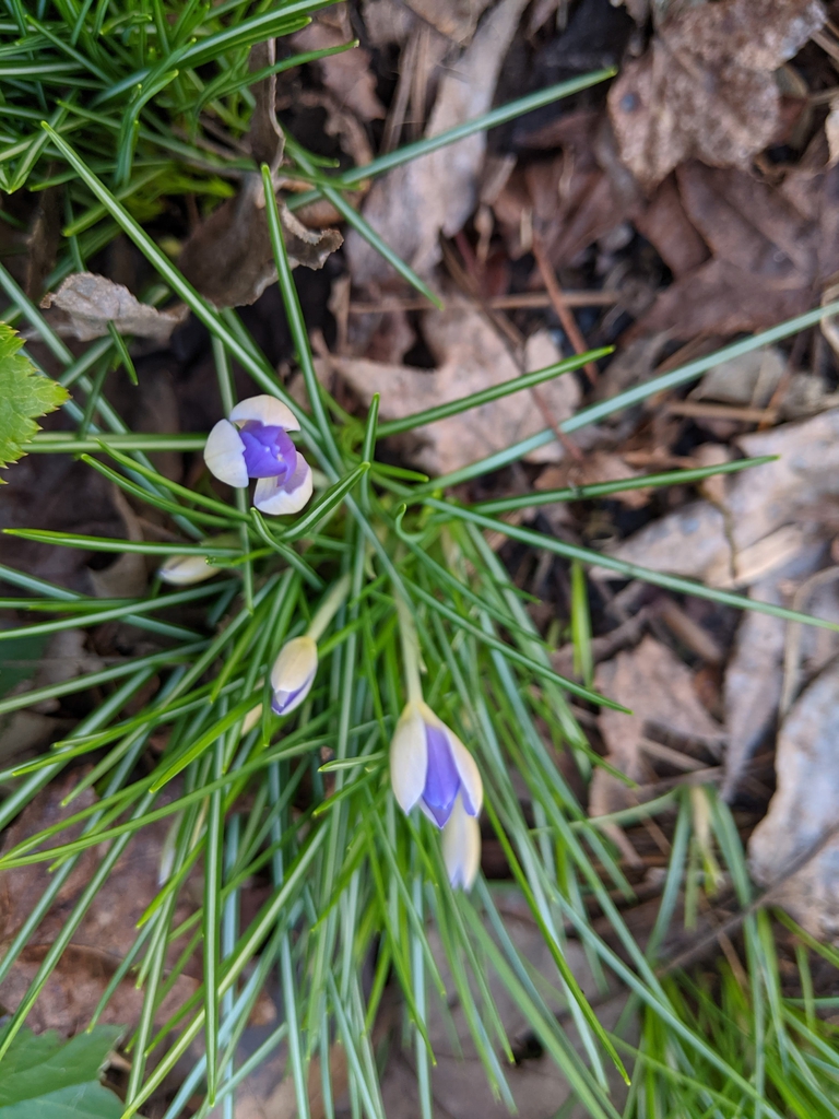 Crocus