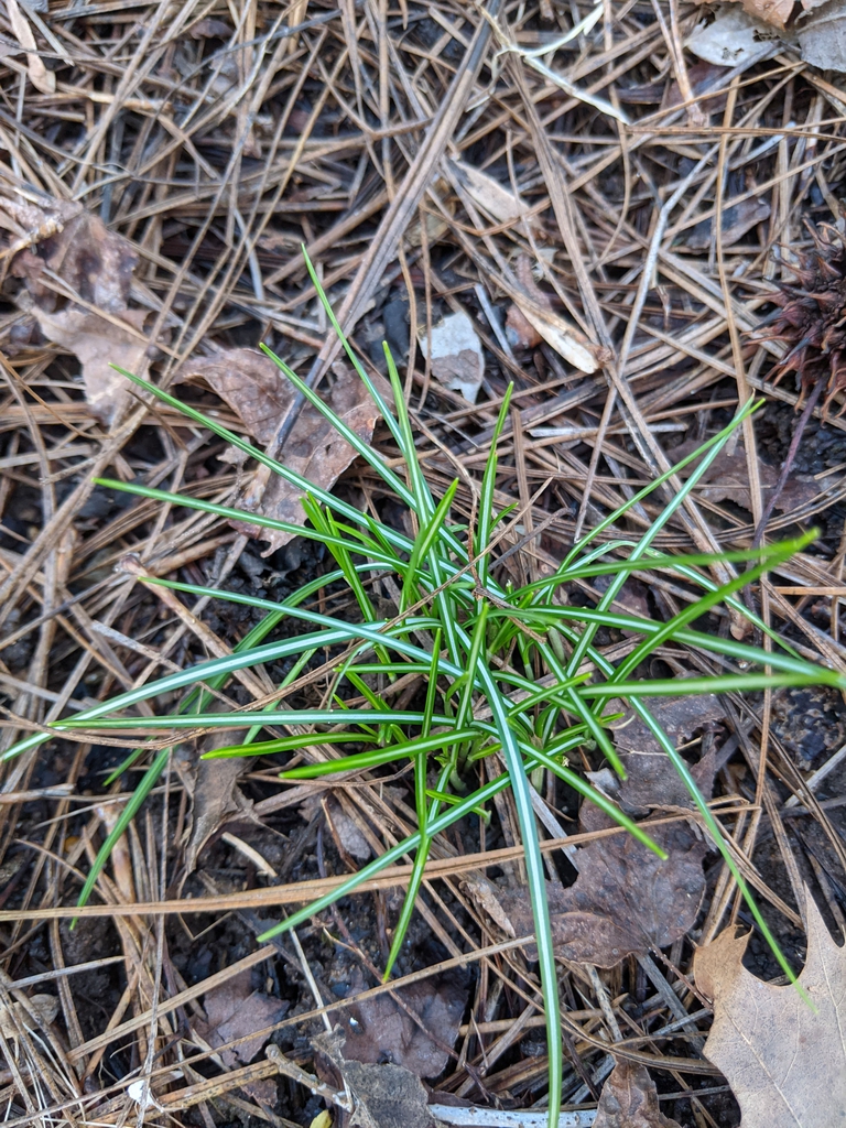 Crocus