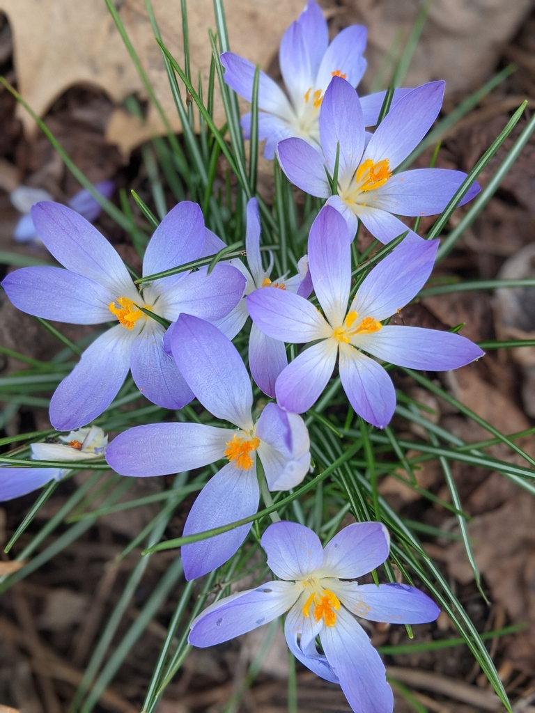 Crocus