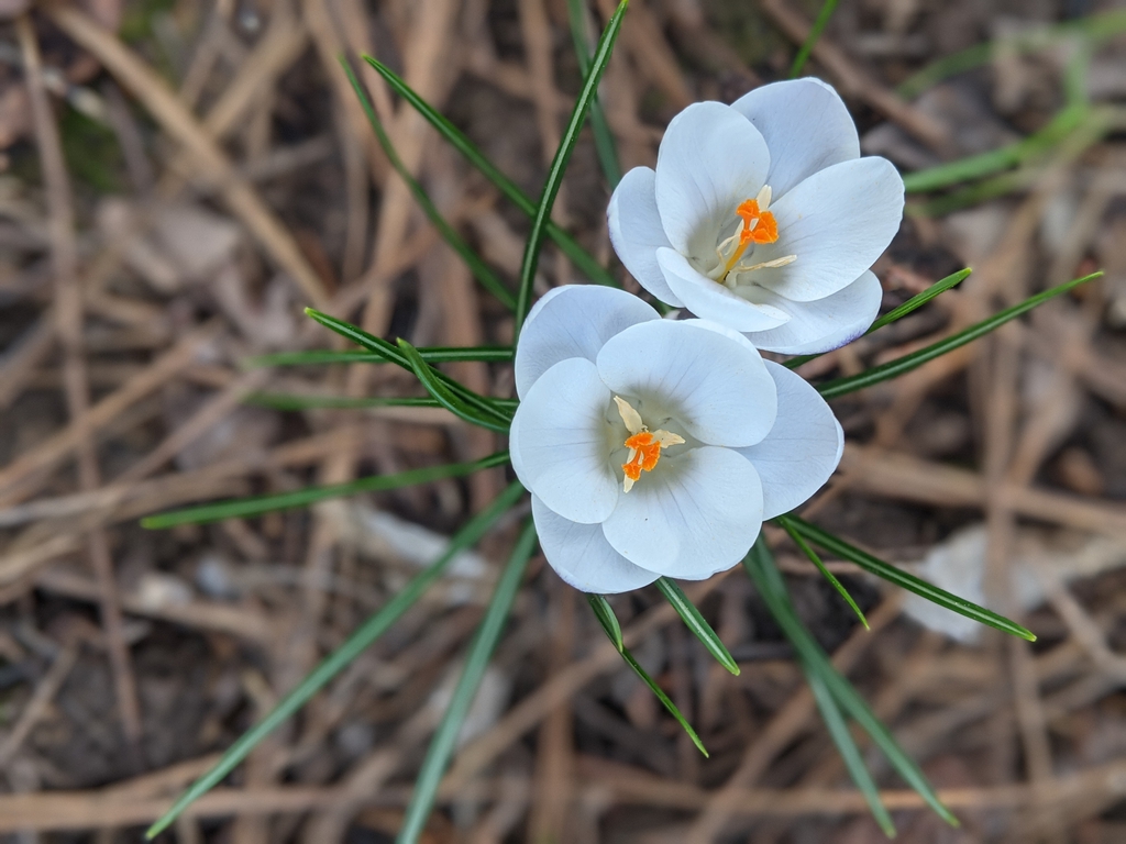 Crocus