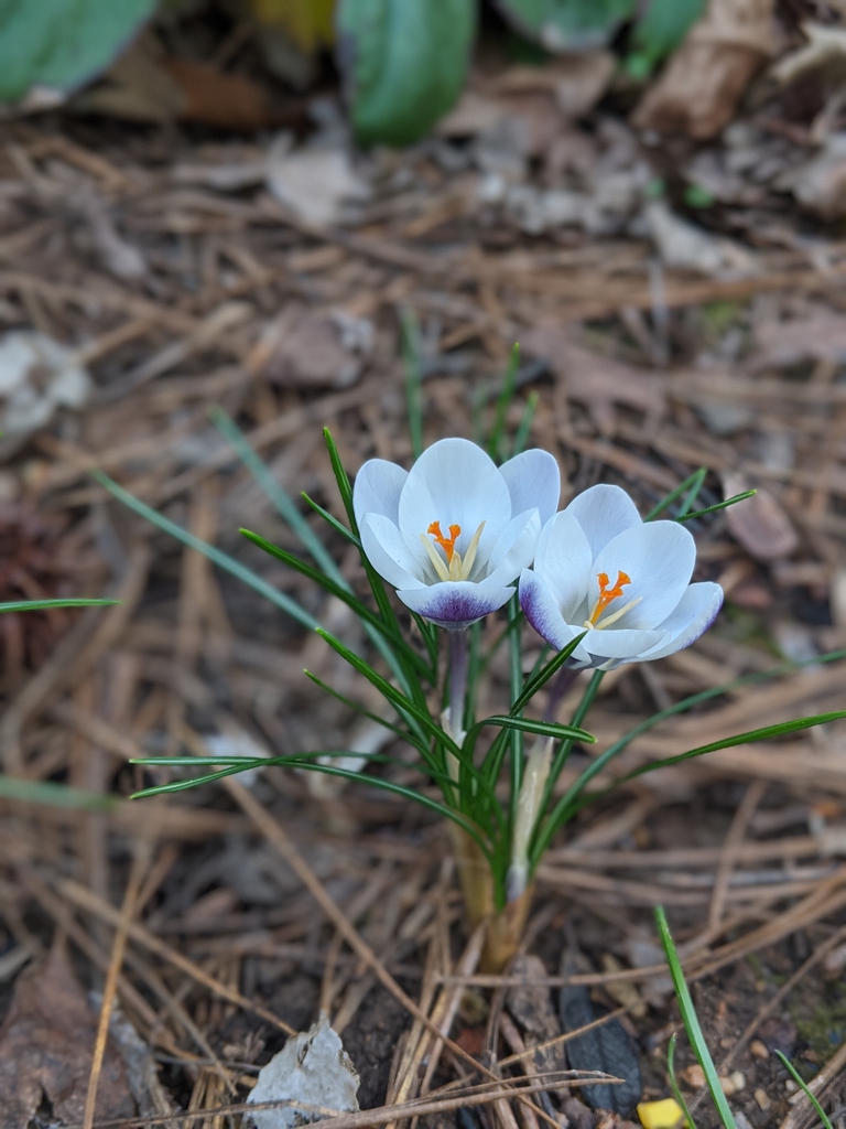 Crocus