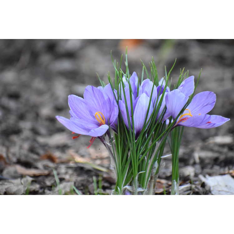 Flowers and leaves
