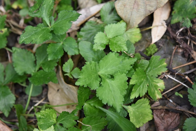 cryptotaenia japonica