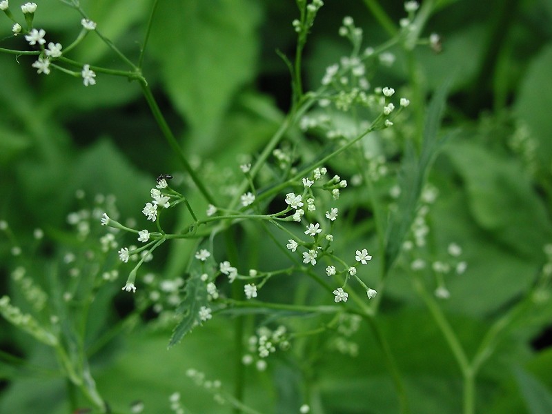 cryptotaenia japonica