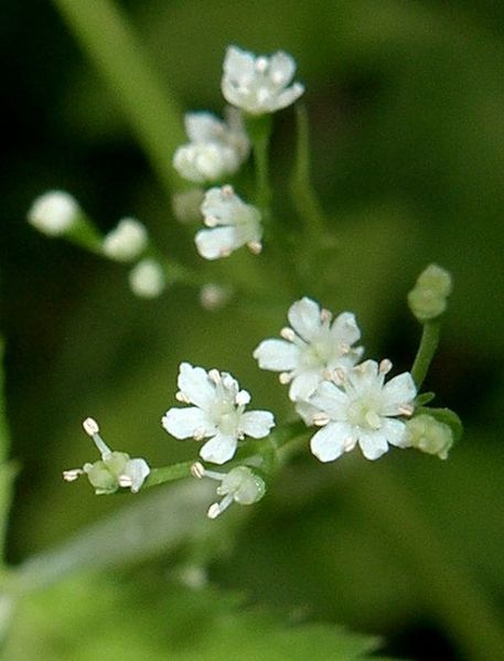 cryptotaenia japonica