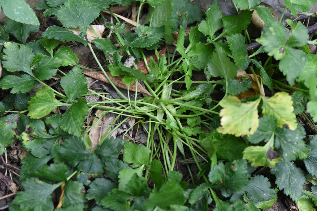 cryptotaenia japonica