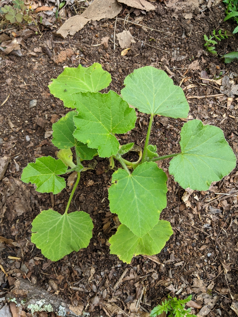 Cucurbita maxima